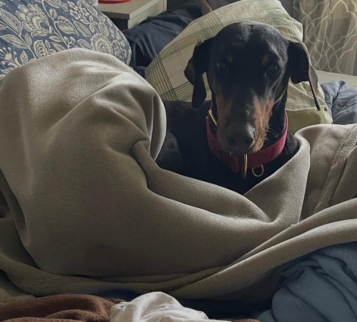 Anna, a Adoptable Doberman Pinscher in Minneapolis, MN image 3/3