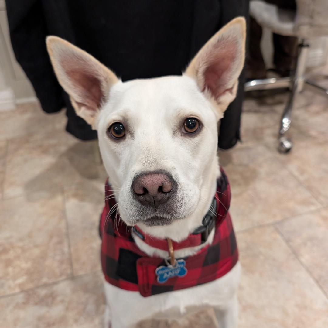 Enlarge MAPLE, a Adoptable mixed breed in Morgan Hill, CA image 1/6