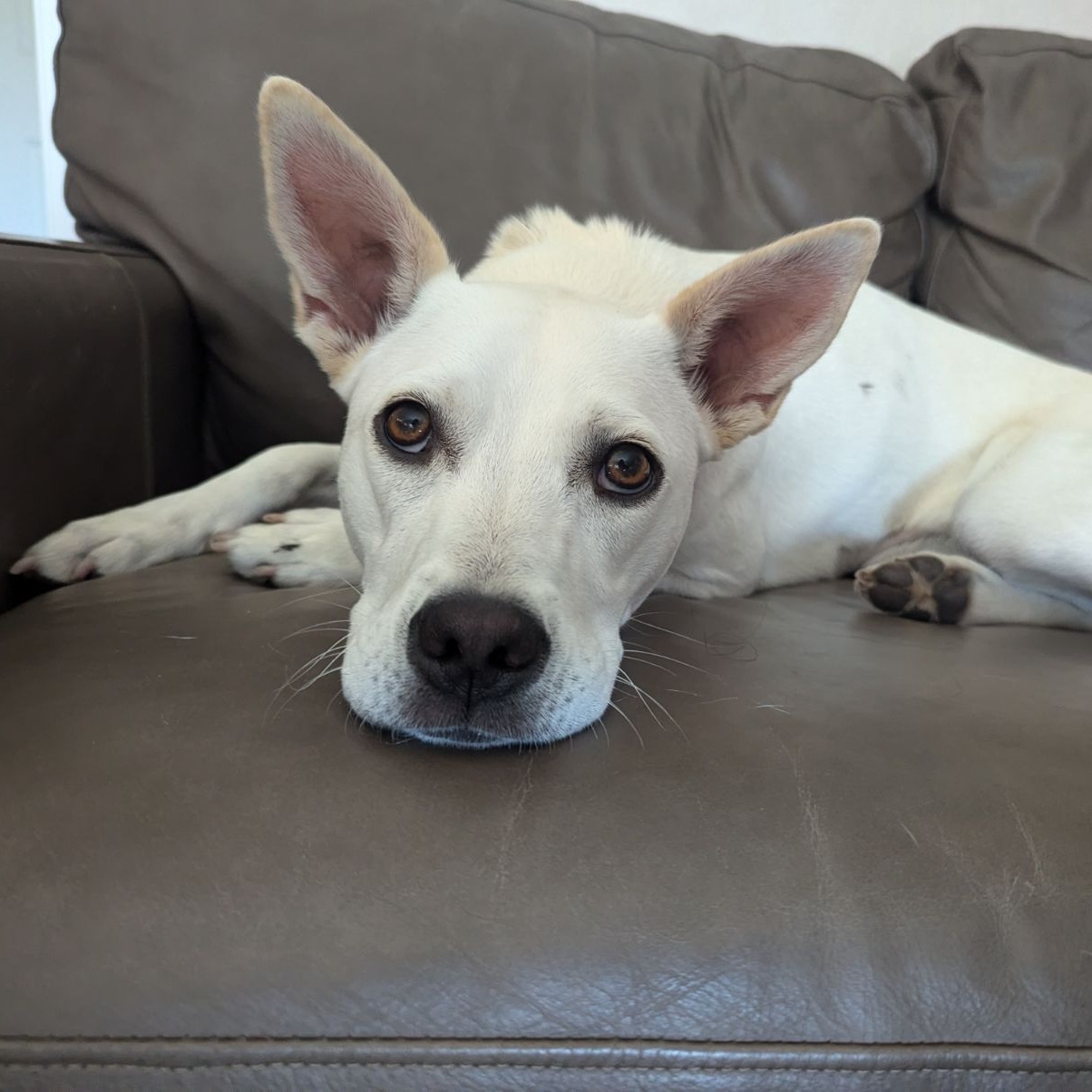 Enlarge MAPLE, a Adoptable mixed breed in Morgan Hill, CA image 3/6