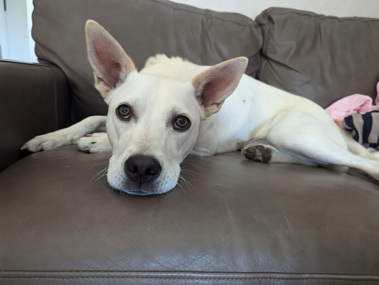 Enlarge MAPLE, a Adoptable mixed breed in Morgan Hill, CA image 4/6