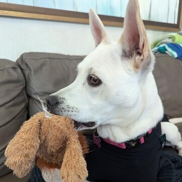 Enlarge MAPLE, a Adoptable mixed breed in Morgan Hill, CA image 4/6