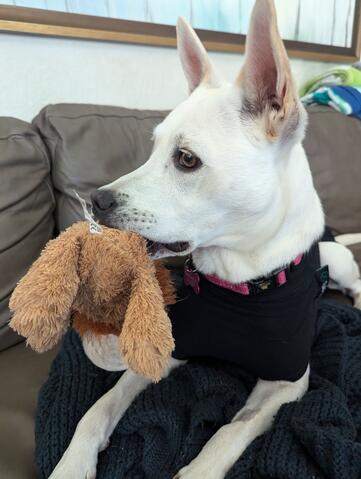 Enlarge MAPLE, a Adoptable mixed breed in Morgan Hill, CA image 5/6