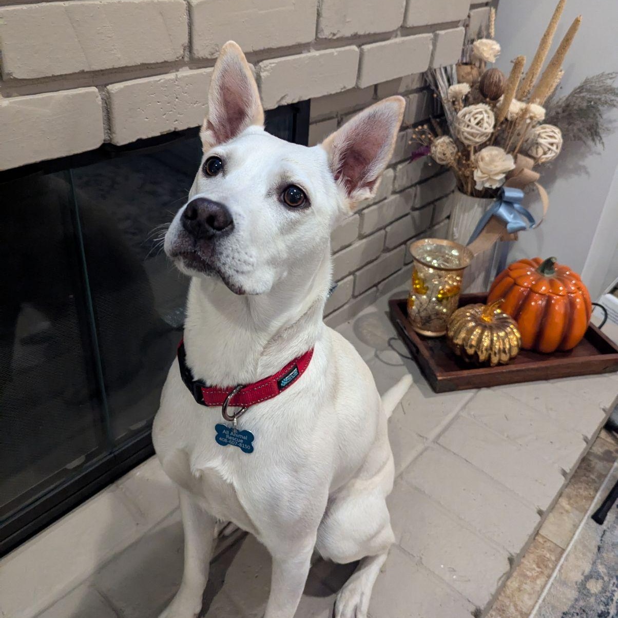 Enlarge MAPLE, a Adoptable mixed breed in Morgan Hill, CA image 5/6