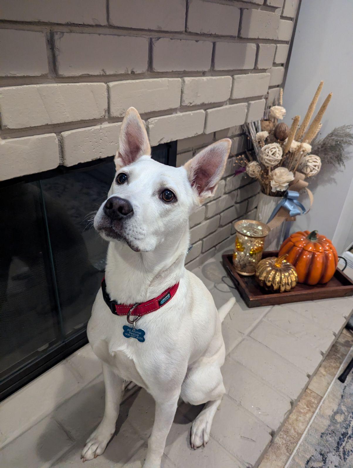 Enlarge MAPLE, a Adoptable mixed breed in Morgan Hill, CA image 1/6
