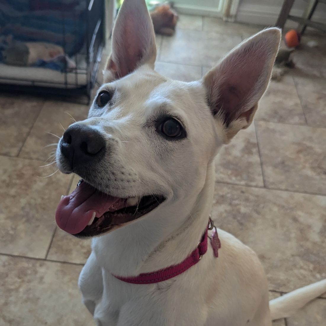 Enlarge MAPLE, a Adoptable mixed breed in Morgan Hill, CA image 3/6