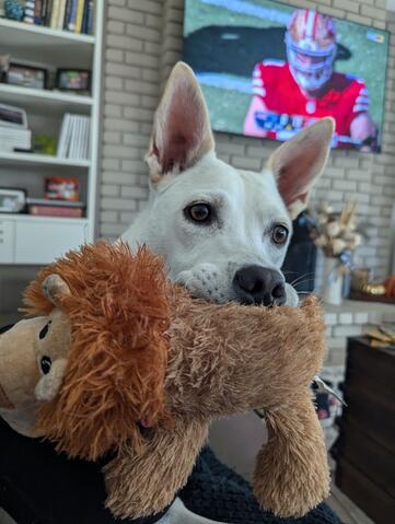 Enlarge MAPLE, a Adoptable mixed breed in Morgan Hill, CA image 6/6
