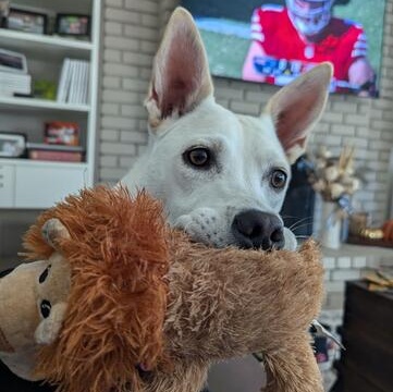 Enlarge MAPLE, a Adoptable mixed breed in Morgan Hill, CA image 6/6