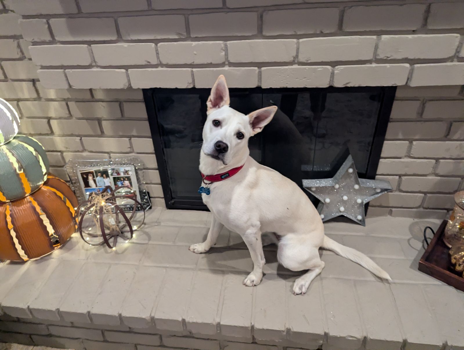 Enlarge MAPLE, a Adoptable mixed breed in Morgan Hill, CA image 2/6