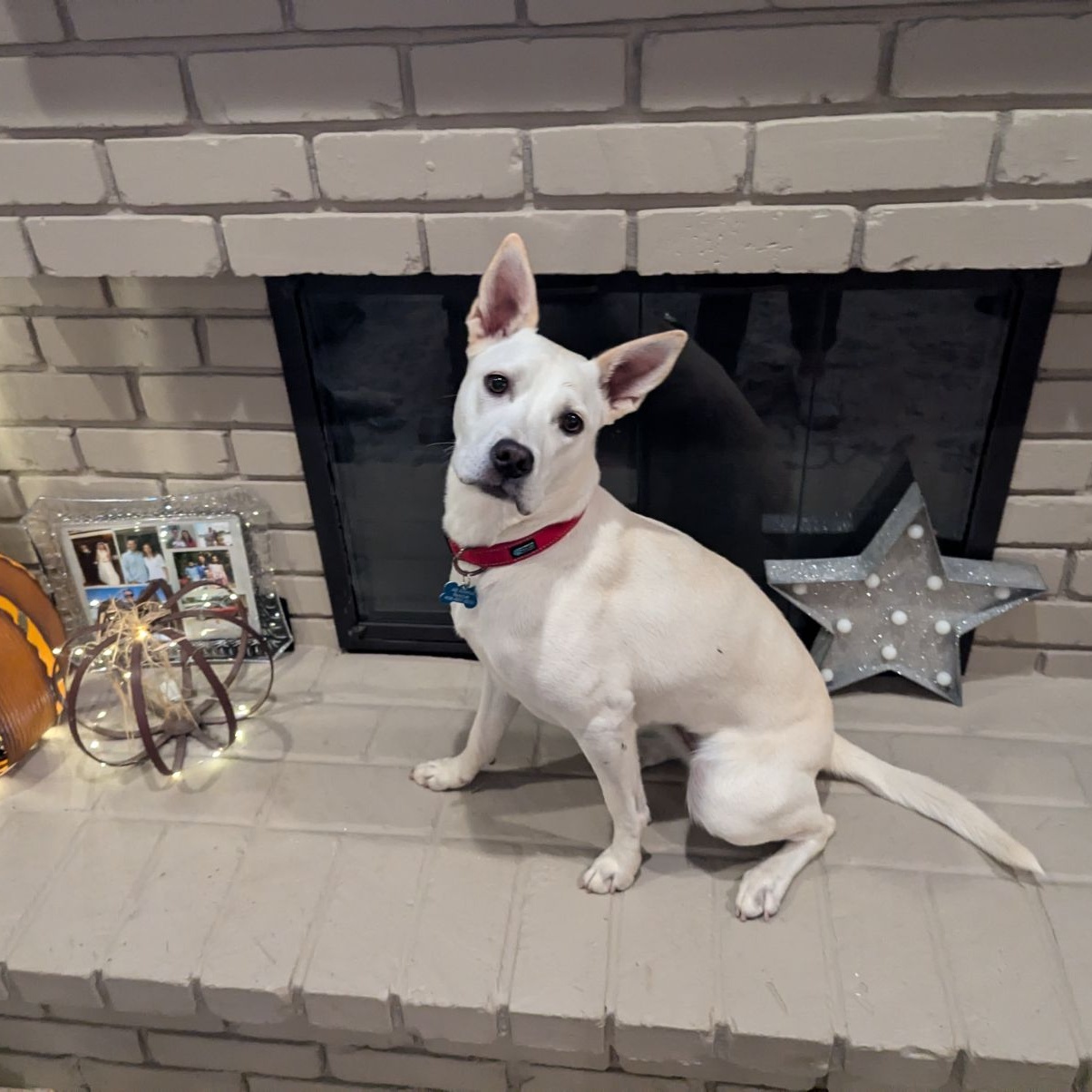 Enlarge MAPLE, a Adoptable mixed breed in Morgan Hill, CA image 2/6