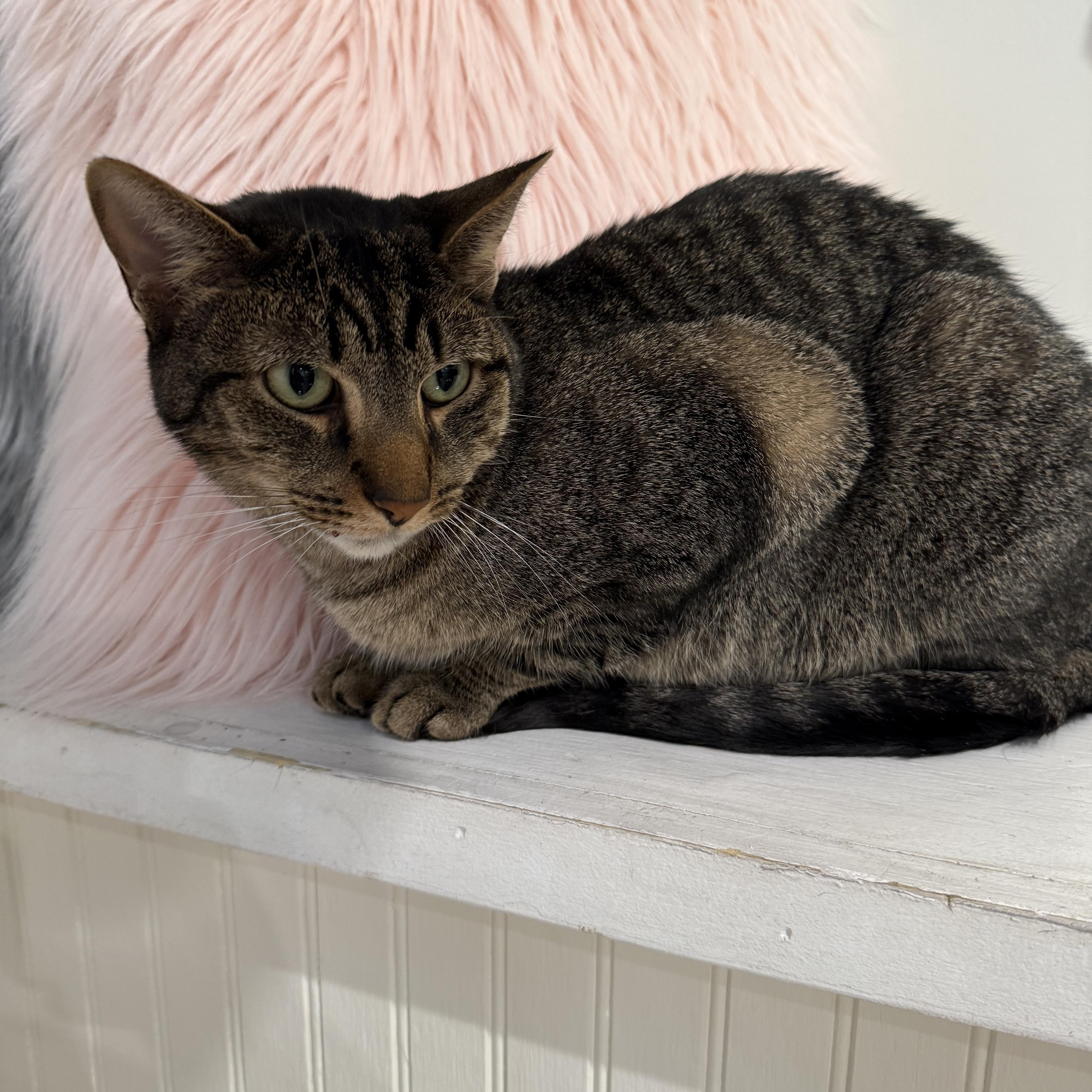 Enlarge Howard, a Adopted Domestic Short Hair in Old Saybrook, CT image 3/3