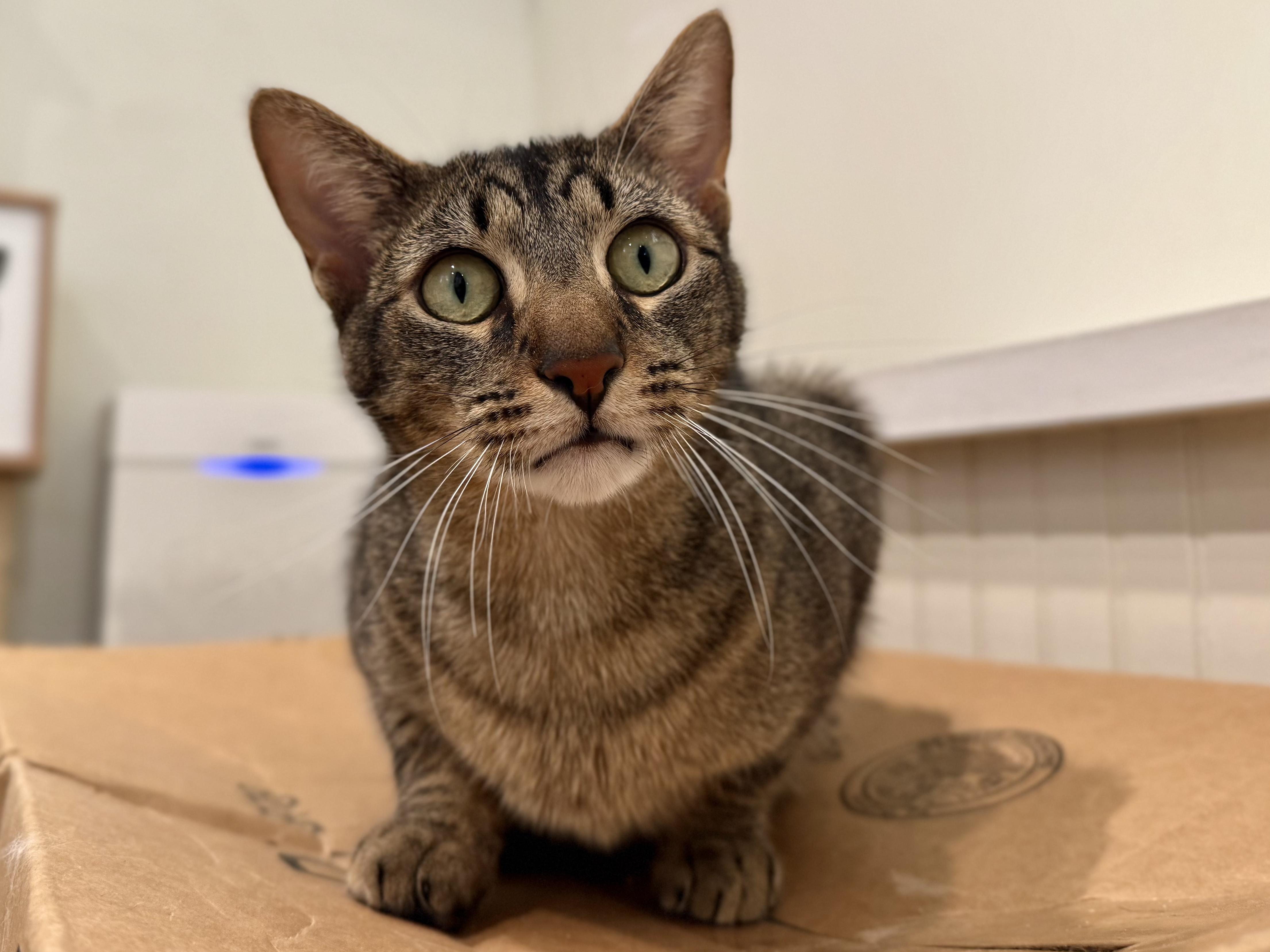 Enlarge Howard, a Adoptable Domestic Short Hair in Old Saybrook, CT image 1/1