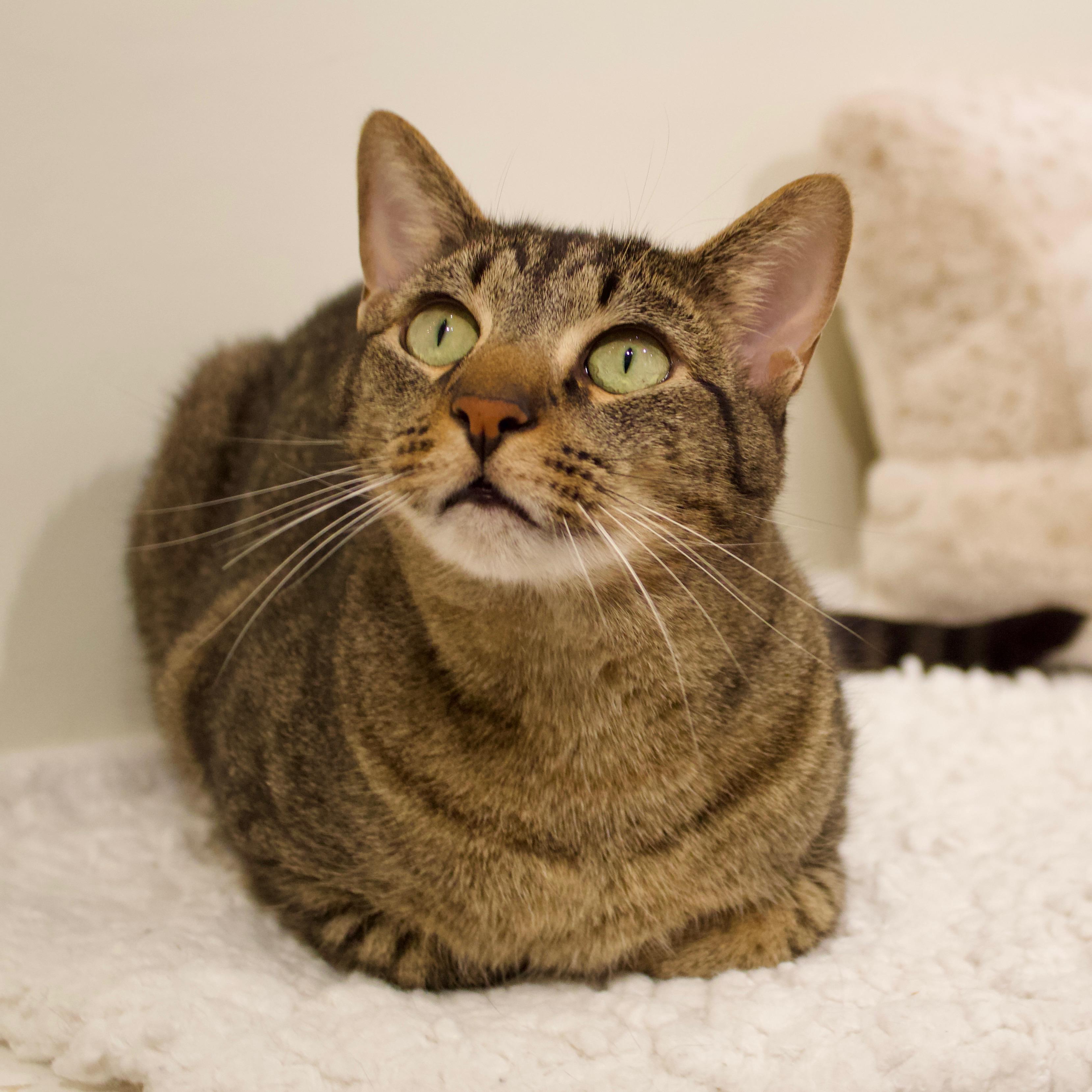 Howard, a Adoptable Domestic Short Hair in Old Saybrook, CT image 1/2
