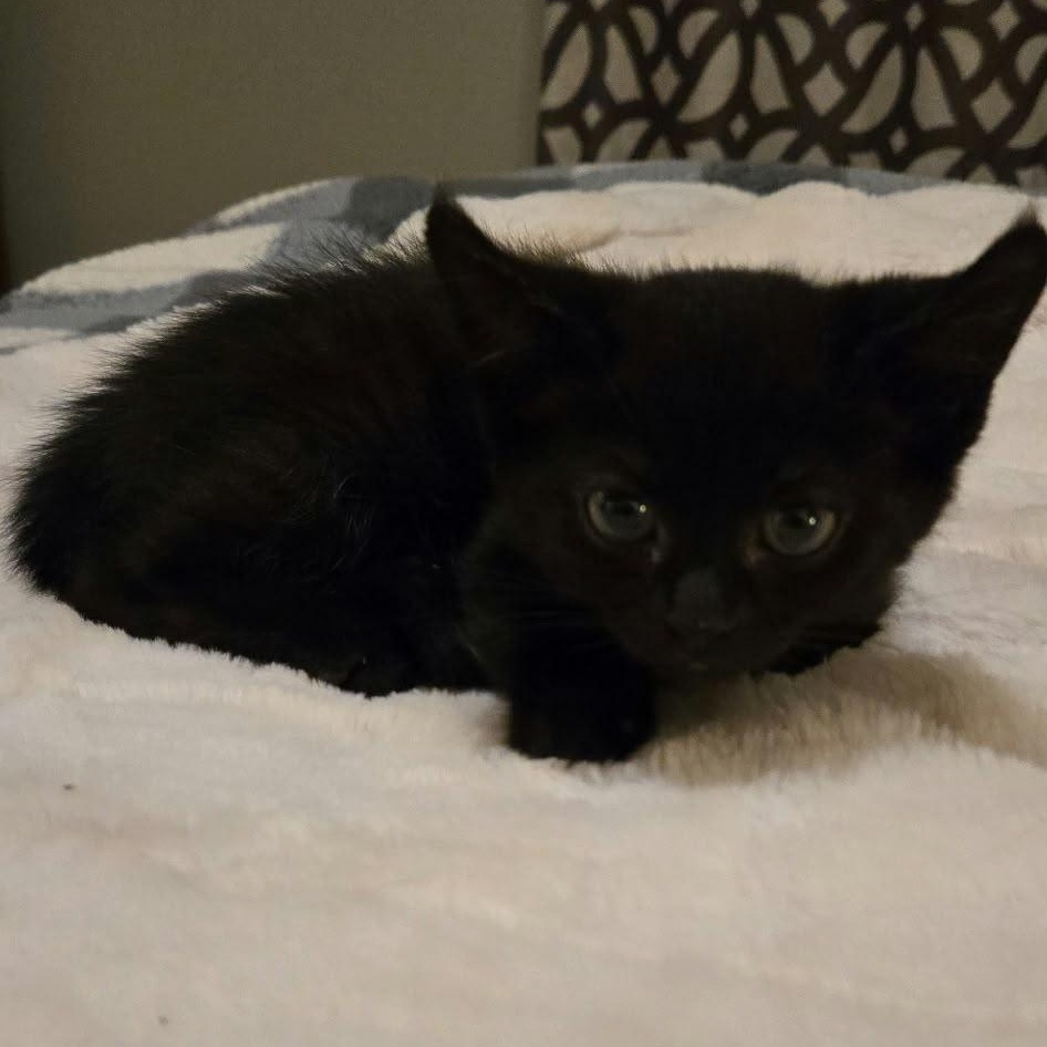 Enlarge Benny, a Adopted Domestic Short Hair in Everett, ON image 2/6