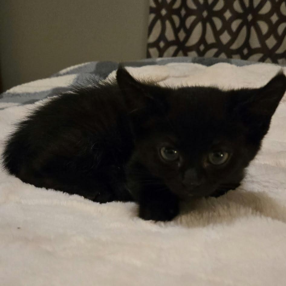 Enlarge Benny, a Adopted Domestic Short Hair in Everett, ON image 4/6