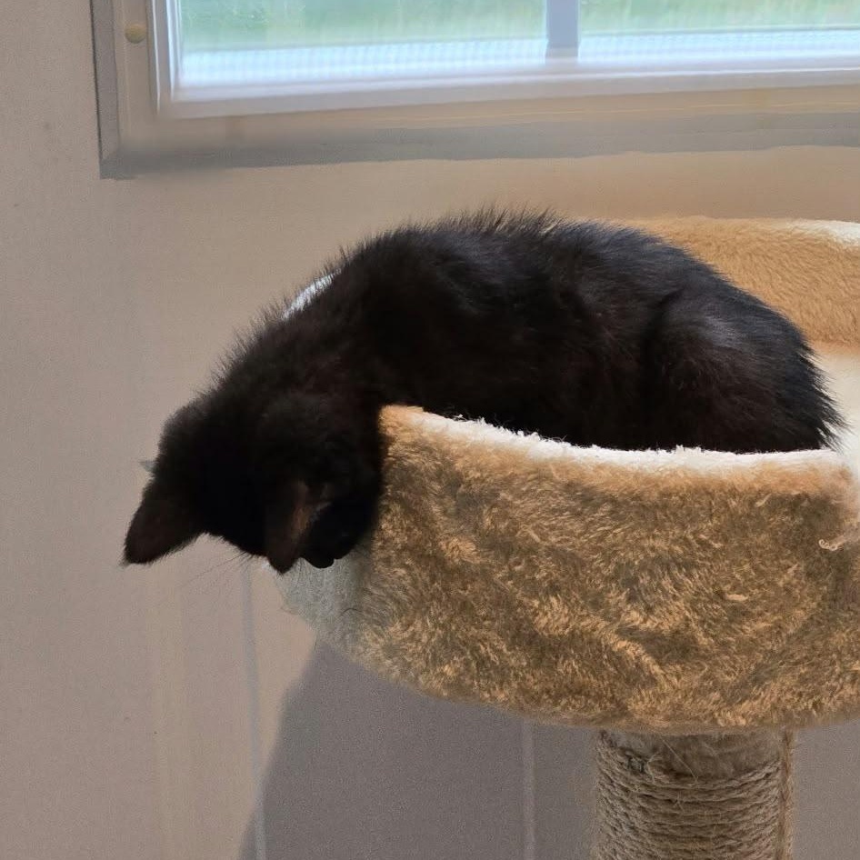 Enlarge Benny, a Adopted Domestic Short Hair in Everett, ON image 5/6