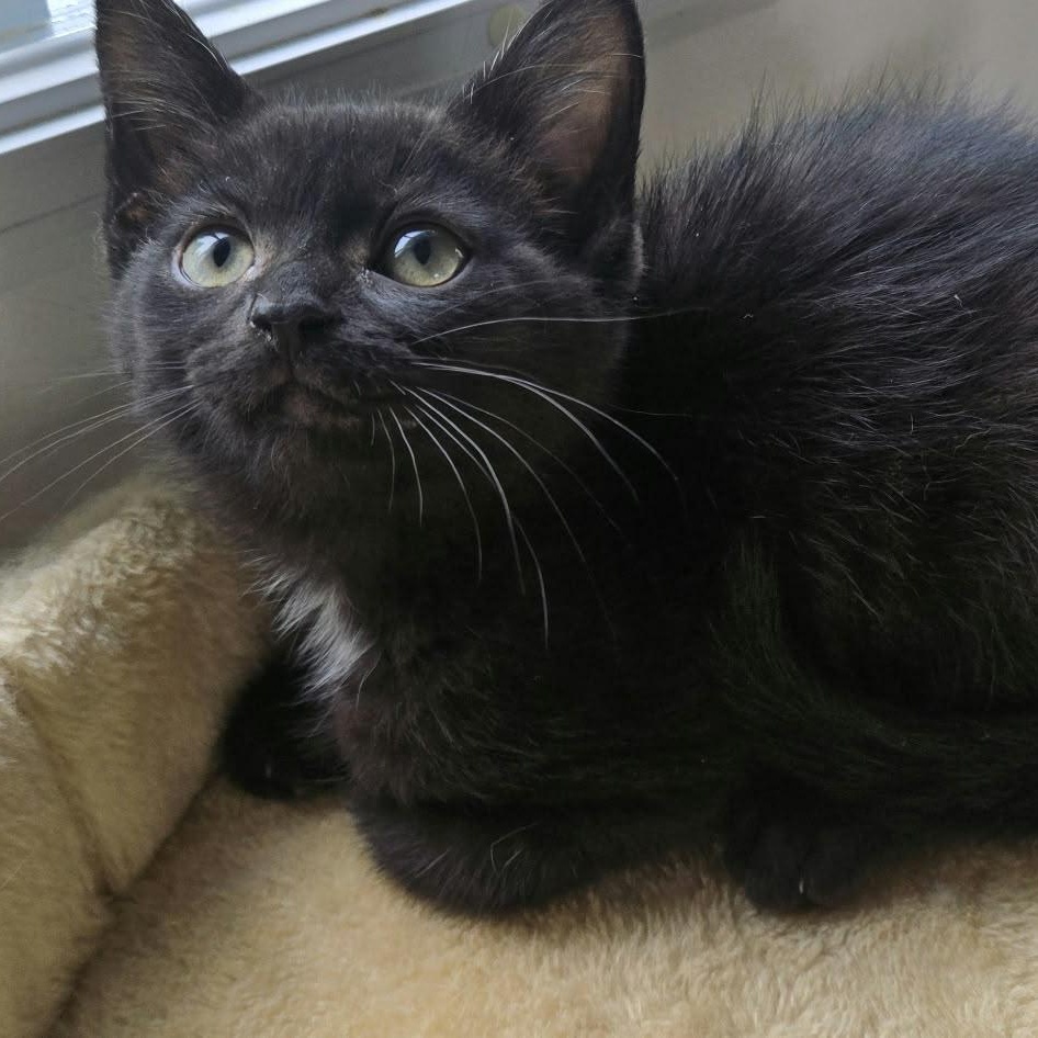 Benny, Adopted, Kitten Male Domestic Short Hair.