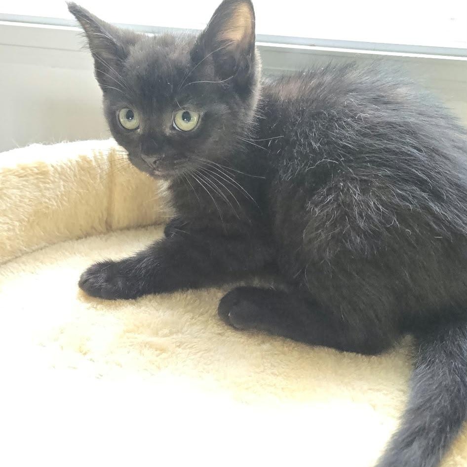 Enlarge Benny, a Adopted Domestic Short Hair in Everett, ON image 6/6