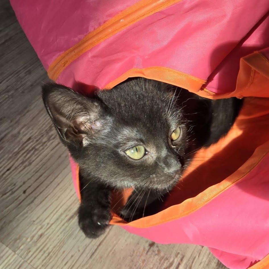Enlarge Benny, a Adopted Domestic Short Hair in Everett, ON image 3/6