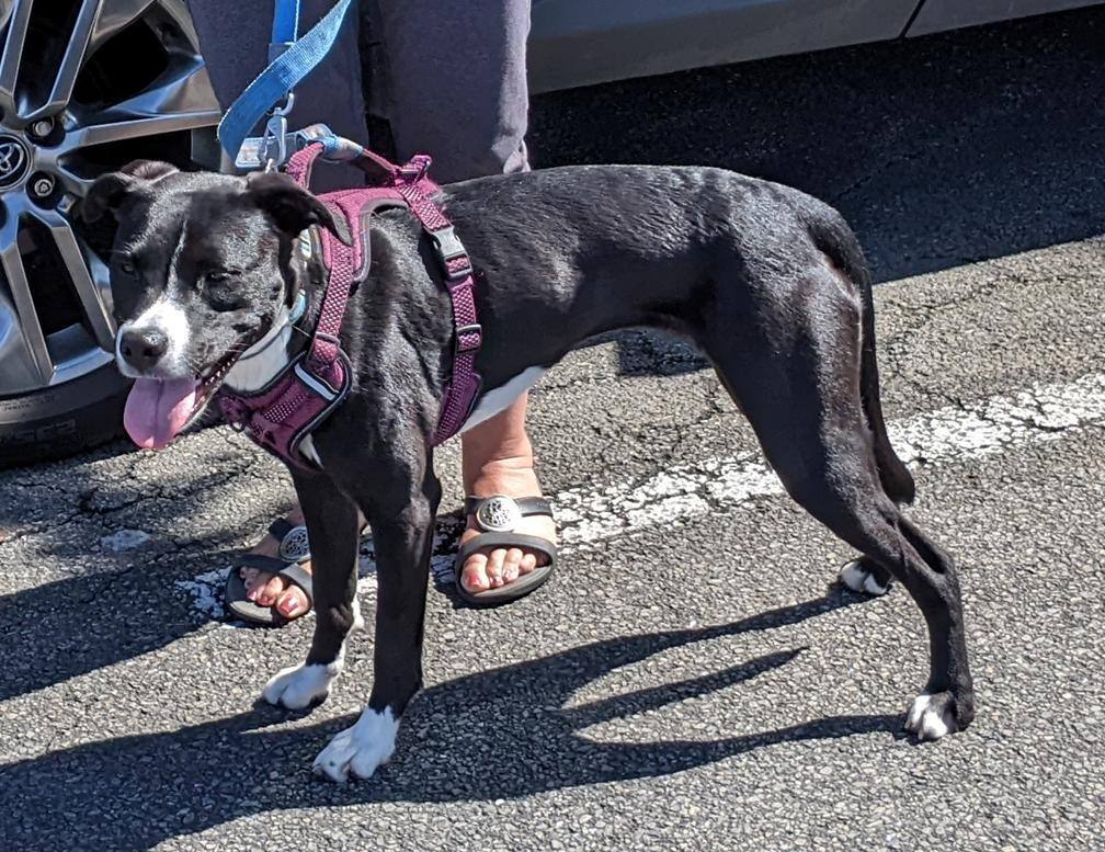 Blue, Adoptable, Young Female Terrier.
