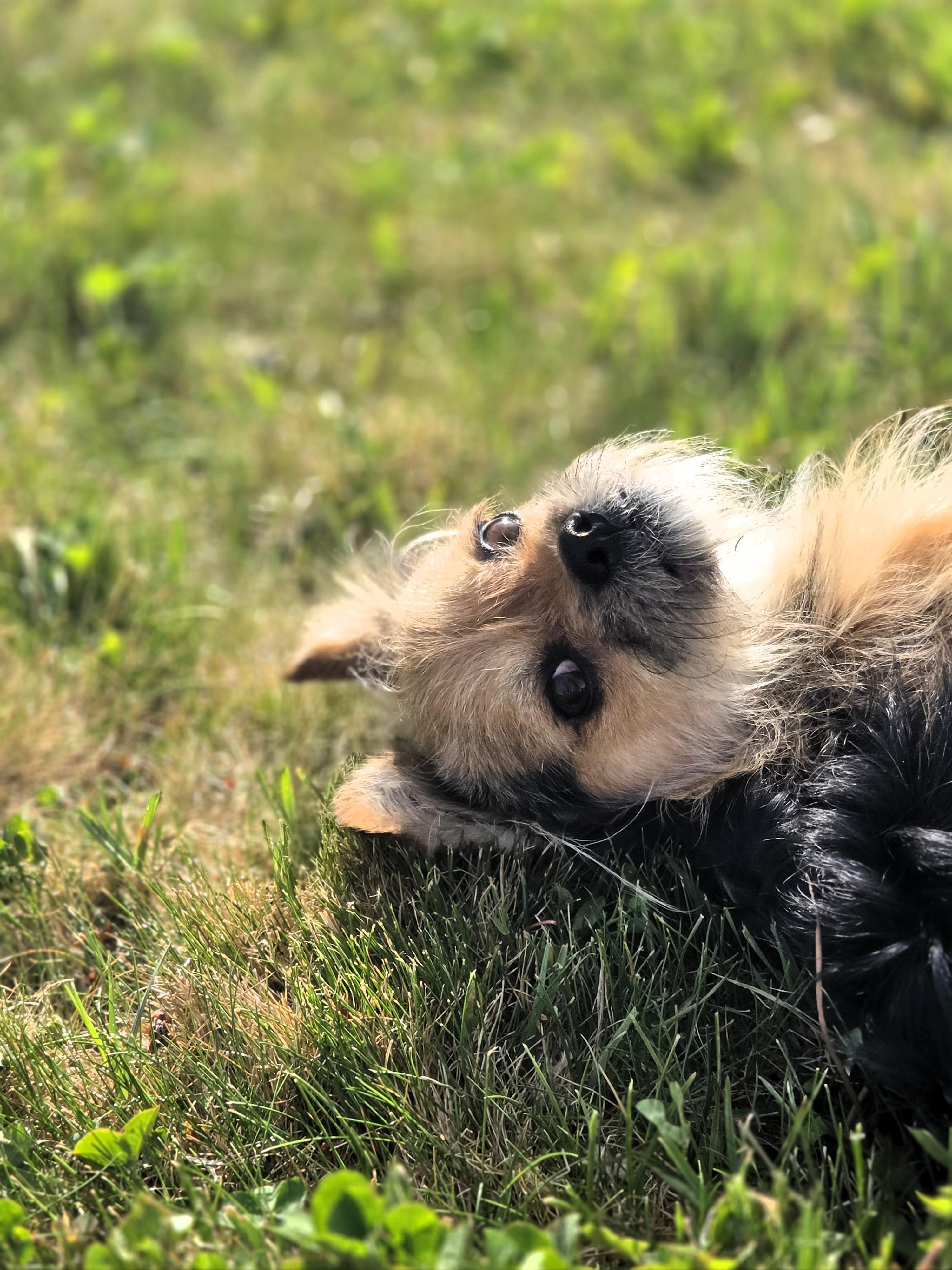 Enlarge Terry, an adopted Terrier in Salt Lake City, UT image 2/6