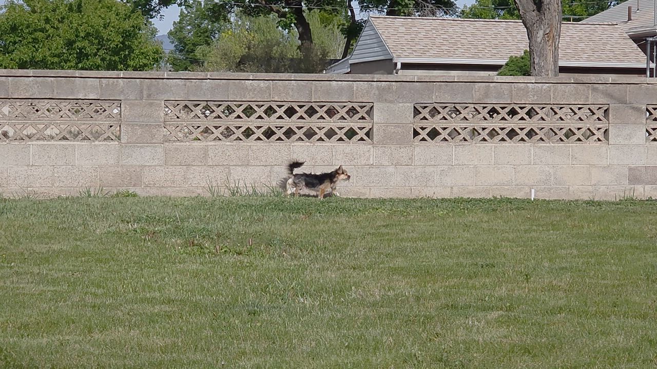 Enlarge Terry, an adopted Terrier in Salt Lake City, UT video 6/6
