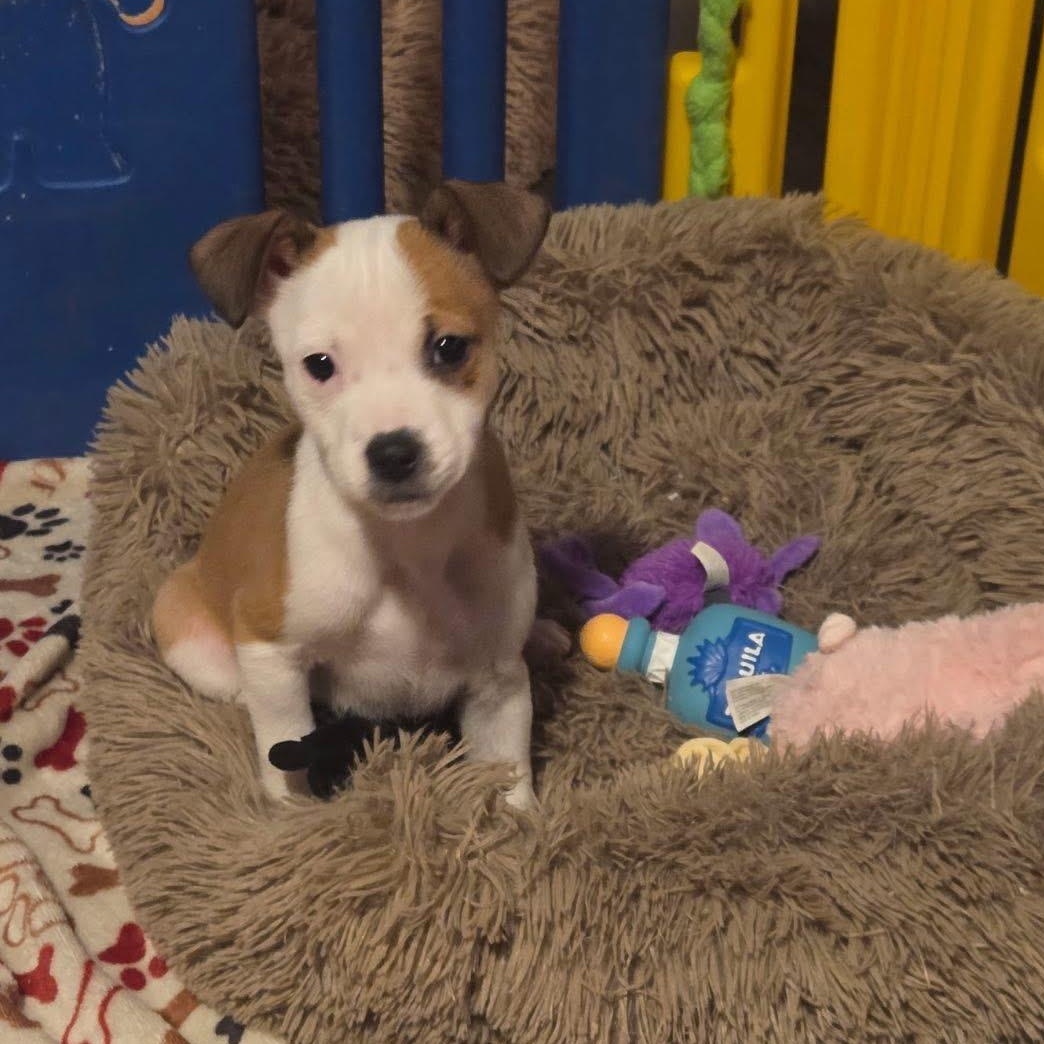 Petey, ADOPTABLE, Puppy Female Chihuahua.