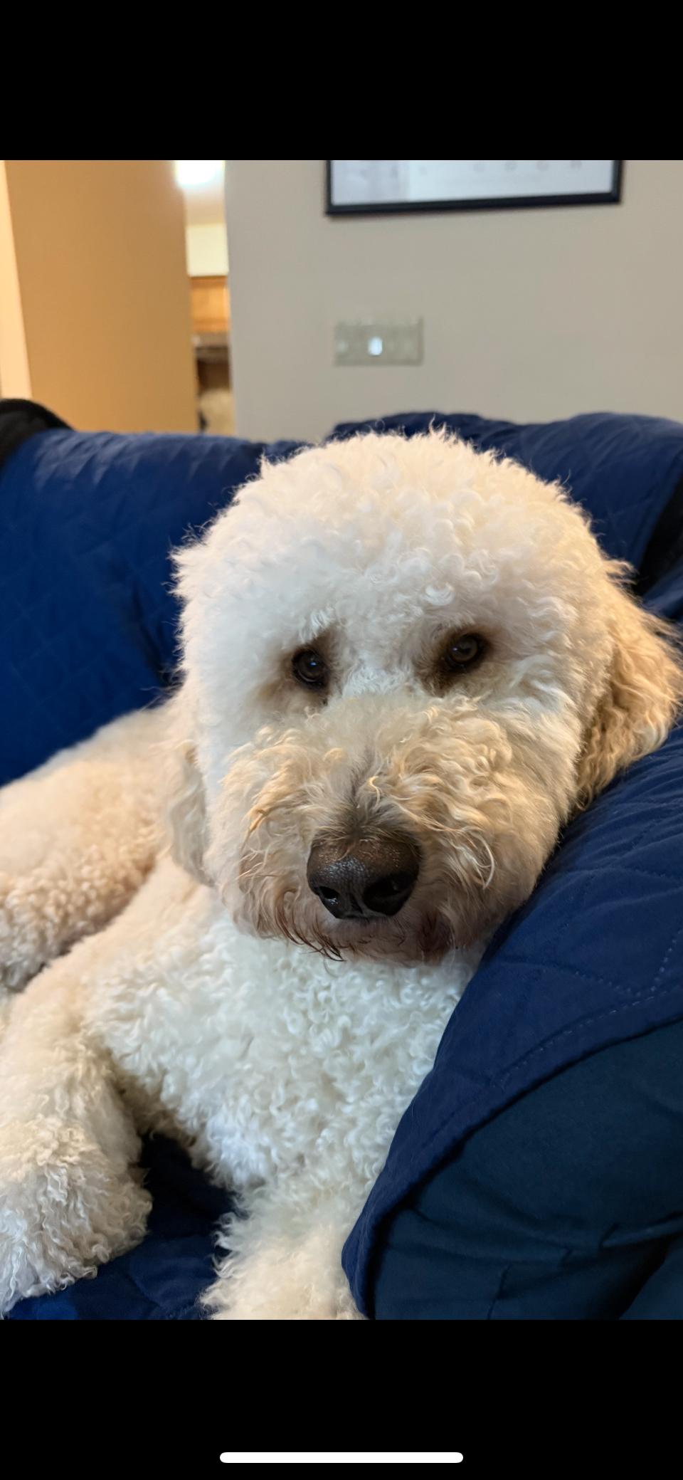 Rusty, an adoptable Goldendoodle in Rochester Hills, MI, 48309 | Photo Image 1