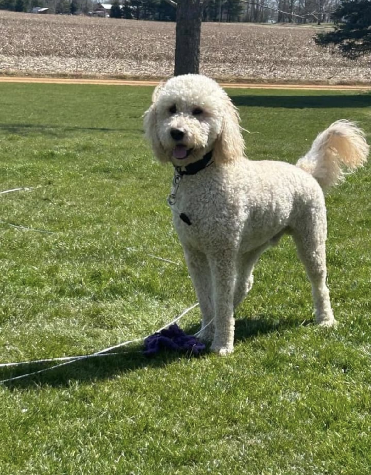 Rusty, an adoptable Goldendoodle in Rochester Hills, MI, 48309 | Photo Image 2