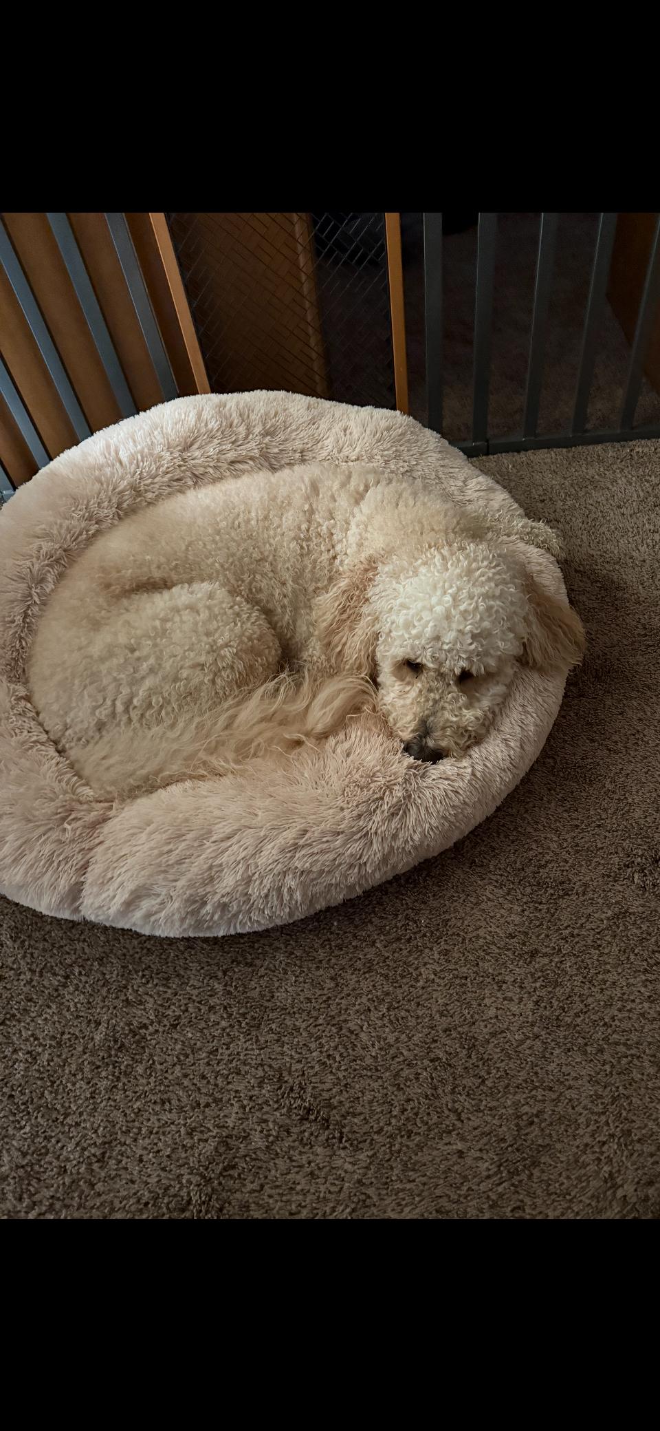 Rusty, an adoptable Goldendoodle in Rochester Hills, MI, 48309 | Photo Image 3