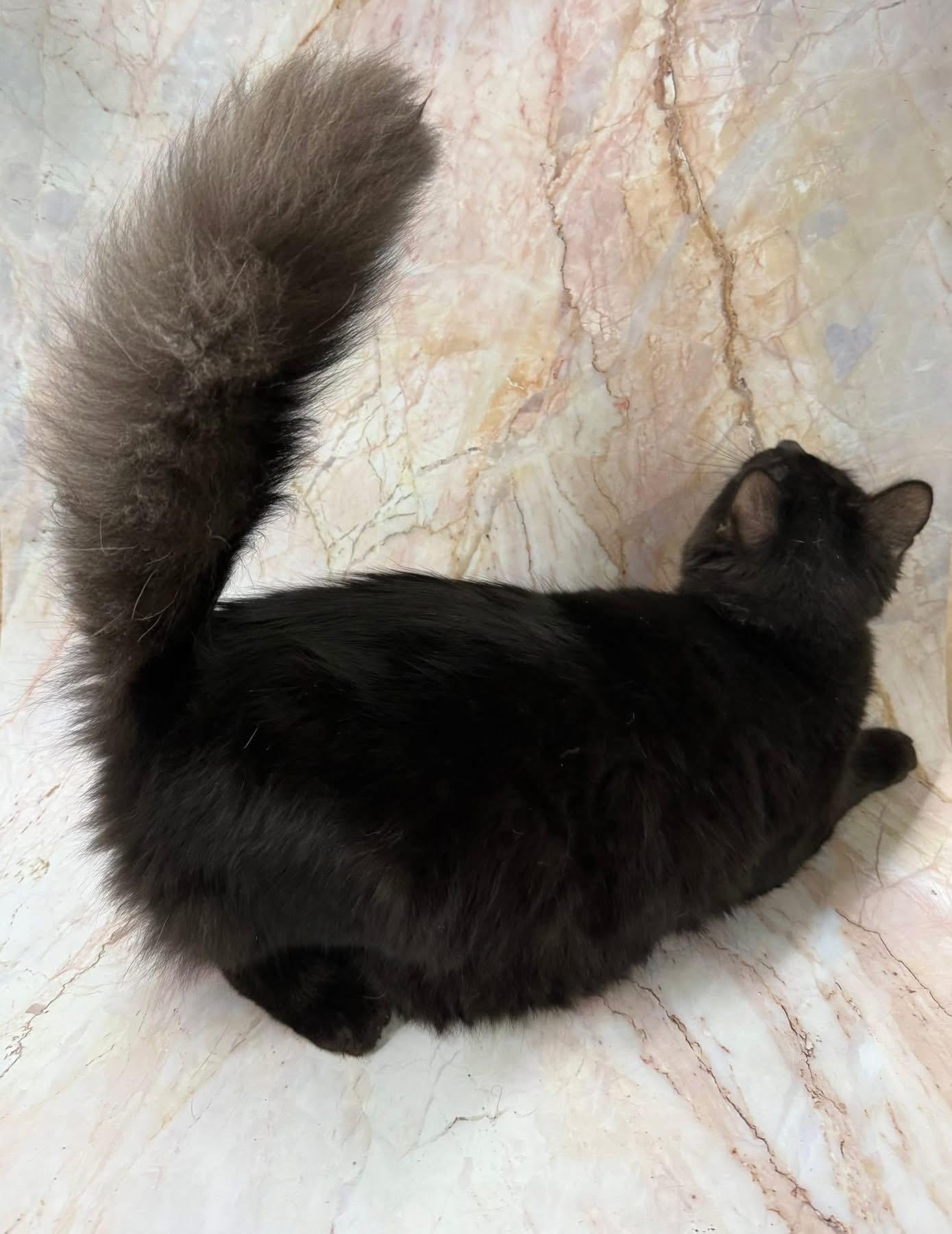 Enlarge Zarita, a Adoptable mixed breed in Jackson, GA image 1/5