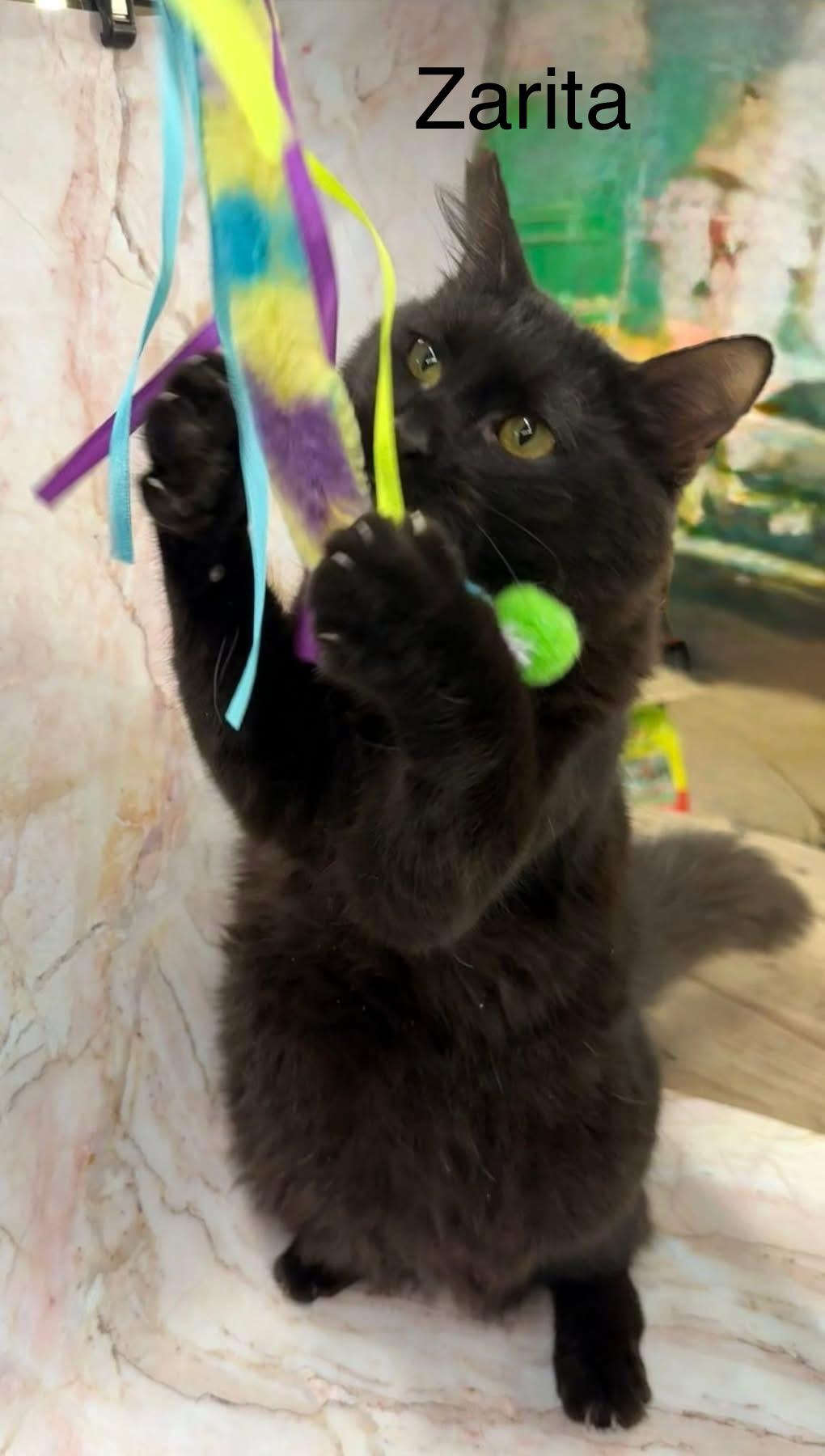 Enlarge Zarita, a Adoptable mixed breed in Jackson, GA image 2/5