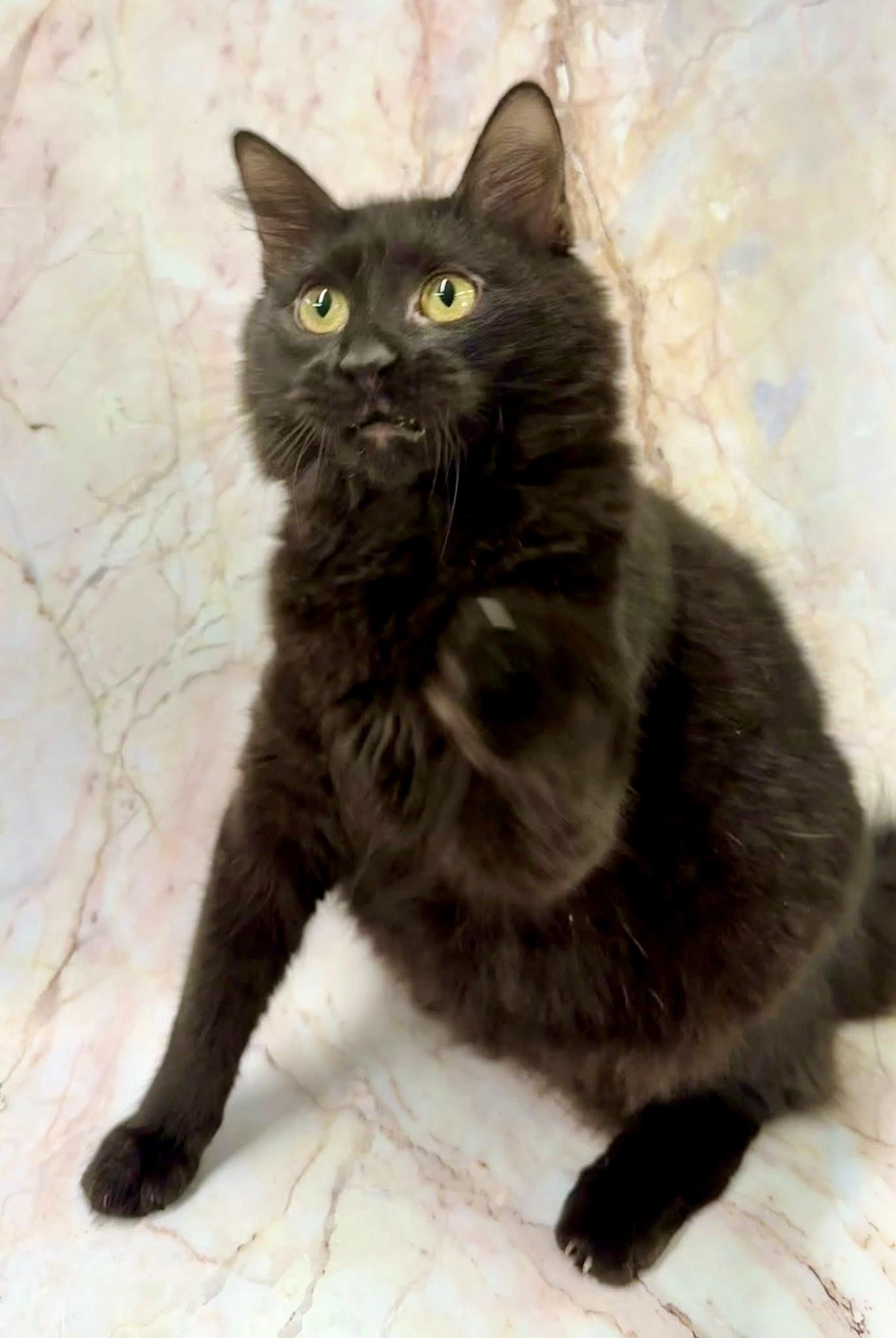 Zarita, Adoptable, Young Female Domestic Medium Hair & Maine Coon.