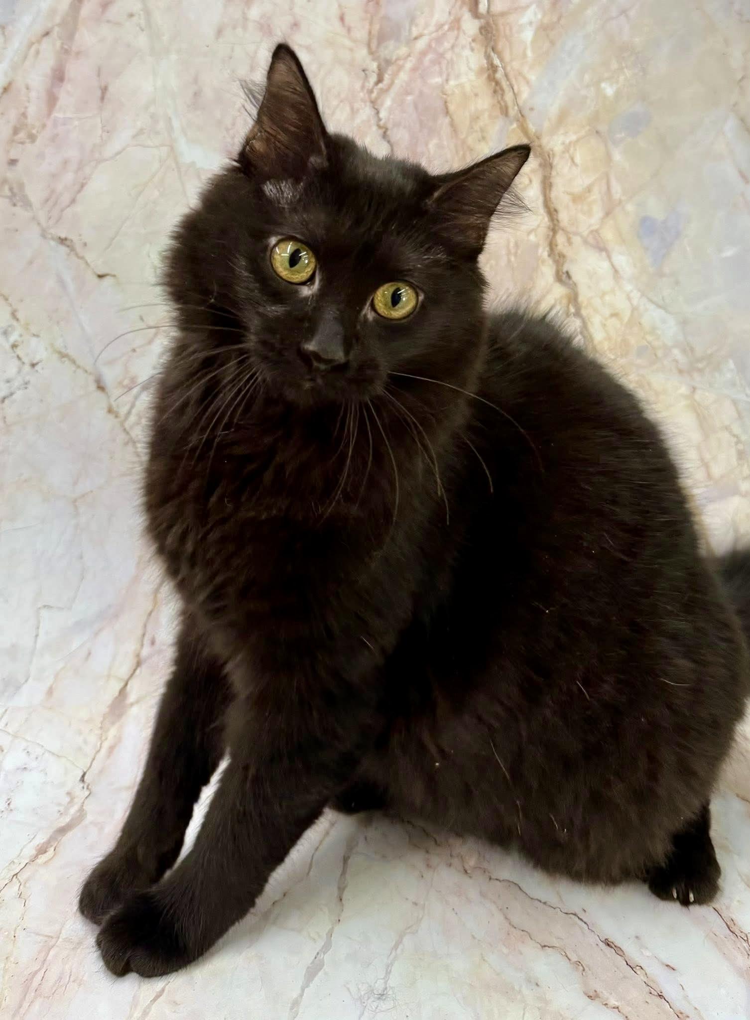 Enlarge Zarita, a Adoptable mixed breed in Jackson, GA image 4/5