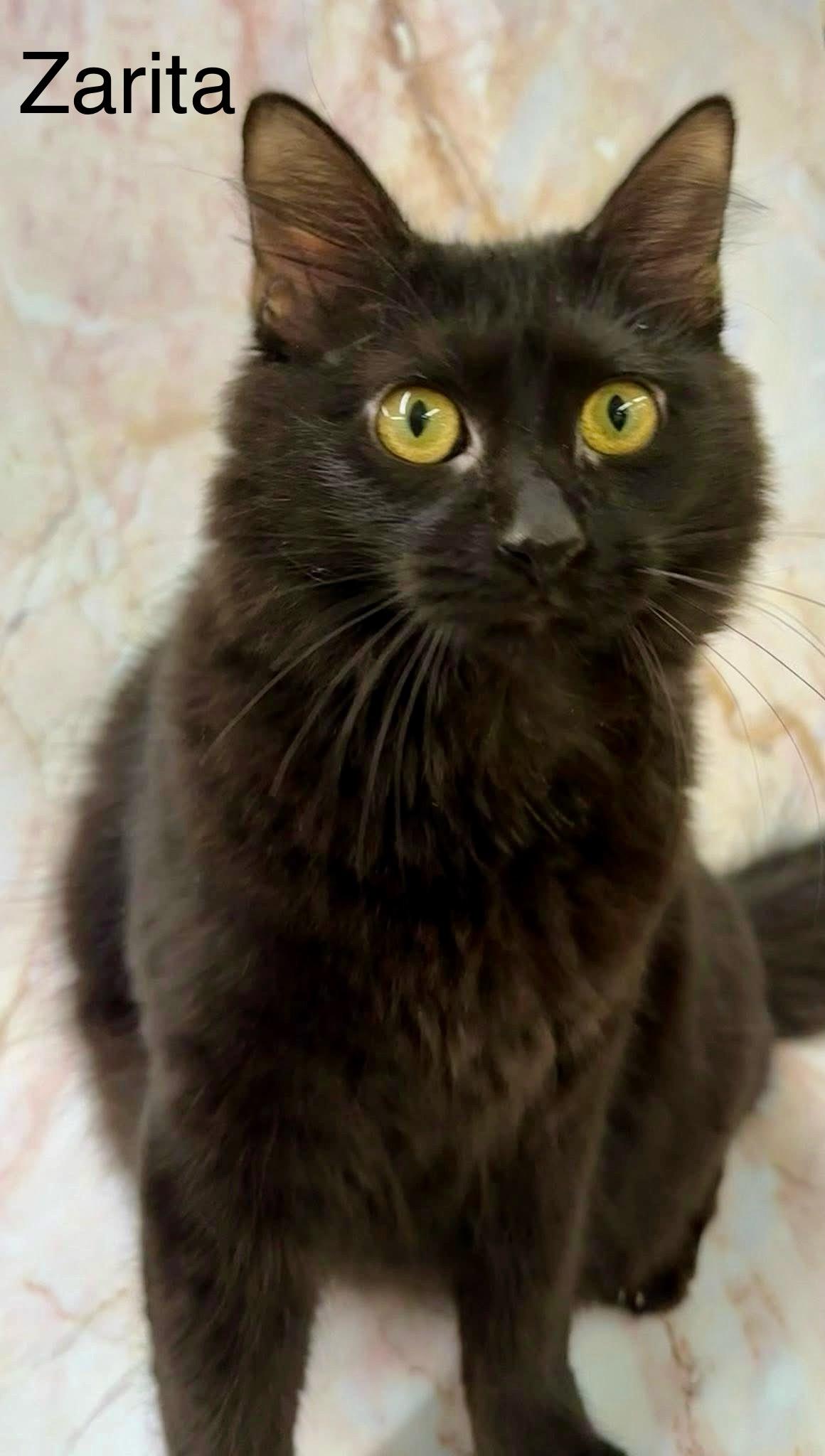 Enlarge Zarita, a Adoptable mixed breed in Jackson, GA image 5/5