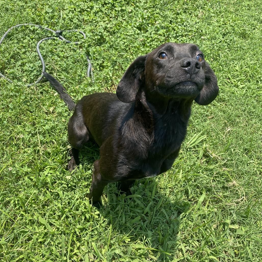 Indrid, Adoptable, Adult Male Black Labrador Retriever & Mixed Breed.