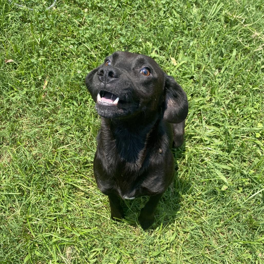 Enlarge Indrid, a Adoptable mixed breed in Caryville, TN image 2/6