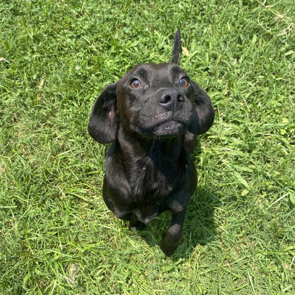 Enlarge Indrid, a Adoptable mixed breed in Caryville, TN image 3/6