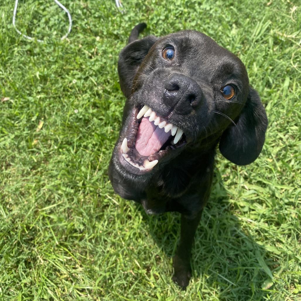Enlarge Indrid, a Adoptable mixed breed in Caryville, TN image 4/6