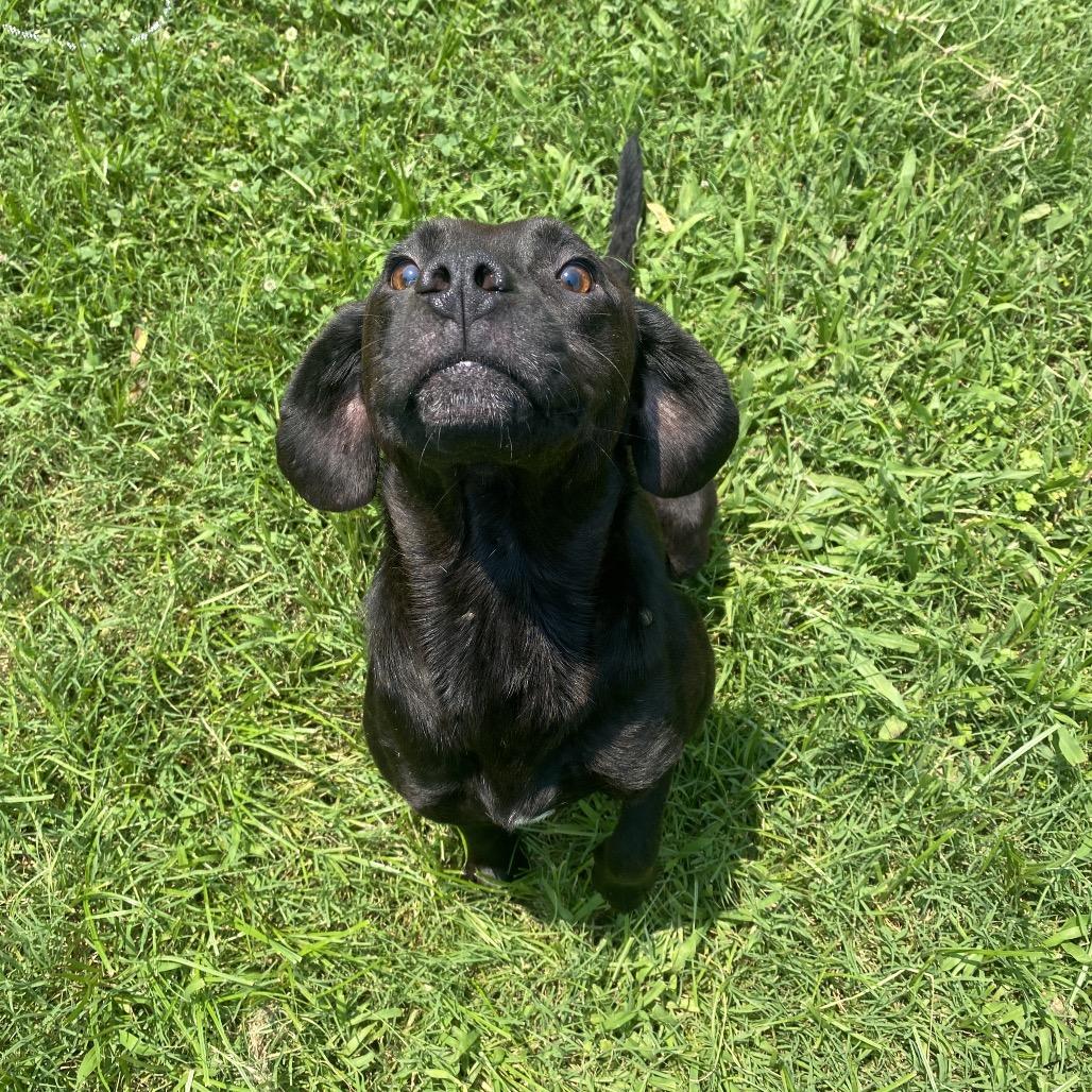 Enlarge Indrid, a Adoptable mixed breed in Caryville, TN image 5/6