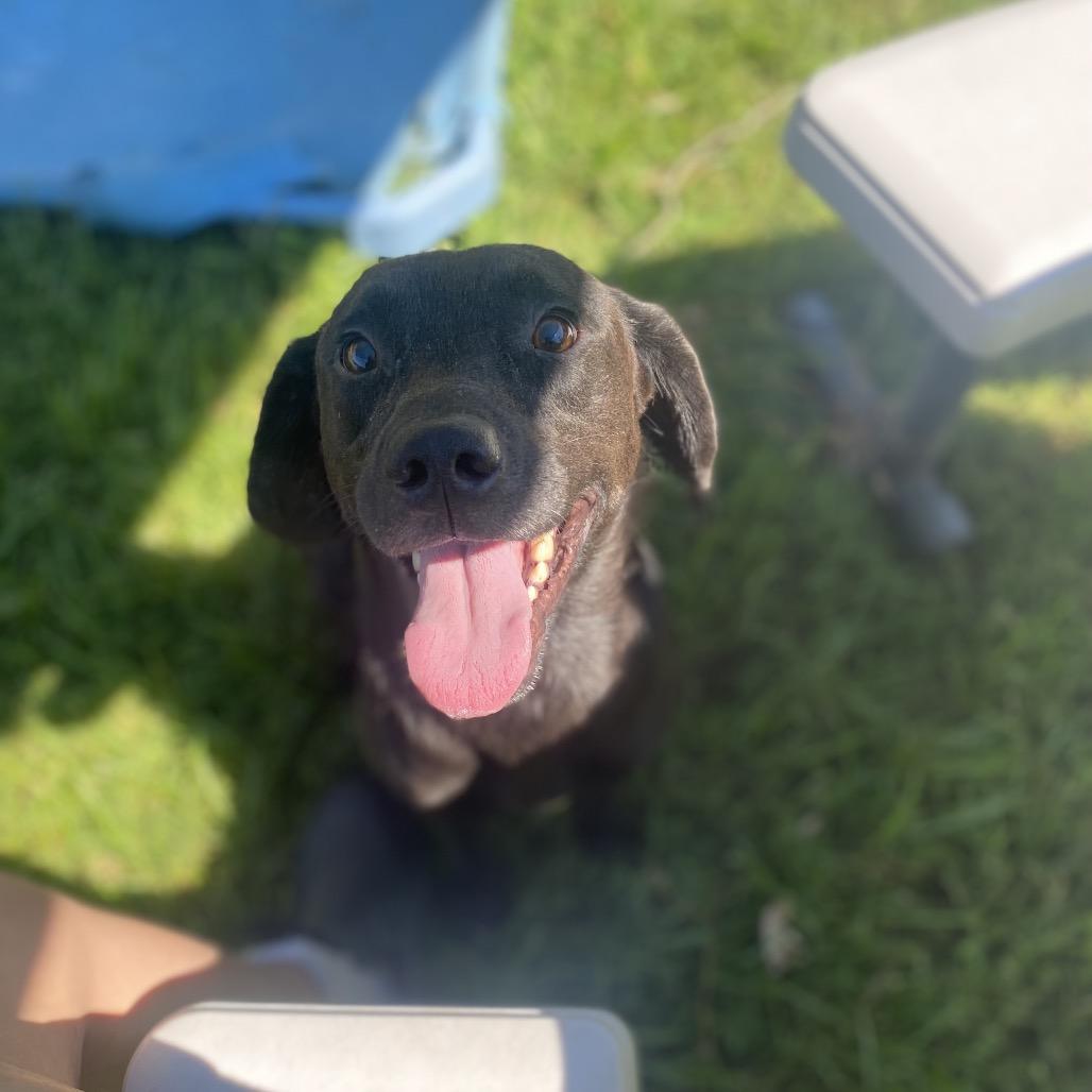 Enlarge Indrid, a Adoptable mixed breed in Caryville, TN image 6/6