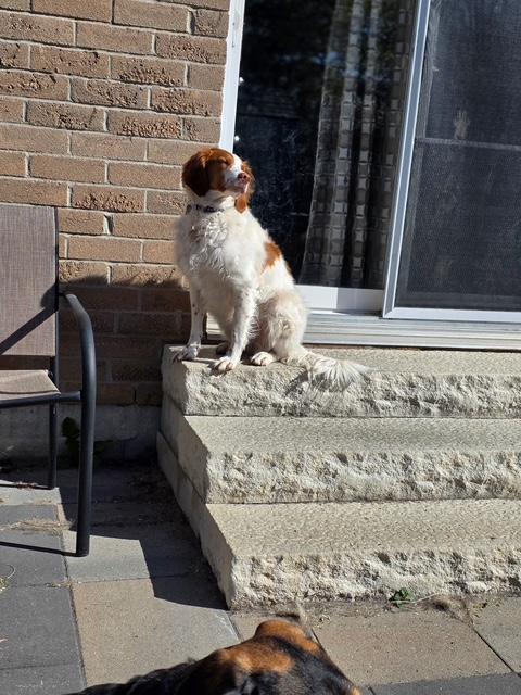 Enlarge Hannah - 20041295 - Ontario Canada, a Adopted Brittany Spaniel in Ajax, ON image 1/5