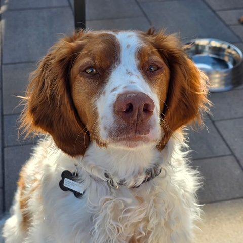Enlarge Hannah - 20041295 - Ontario Canada, a Adopted Brittany Spaniel in Ajax, ON image 2/5
