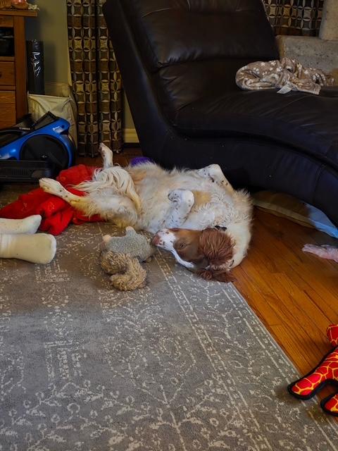 Enlarge Hannah - 20041295 - Ontario Canada, a Adopted Brittany Spaniel in Ajax, ON image 4/5