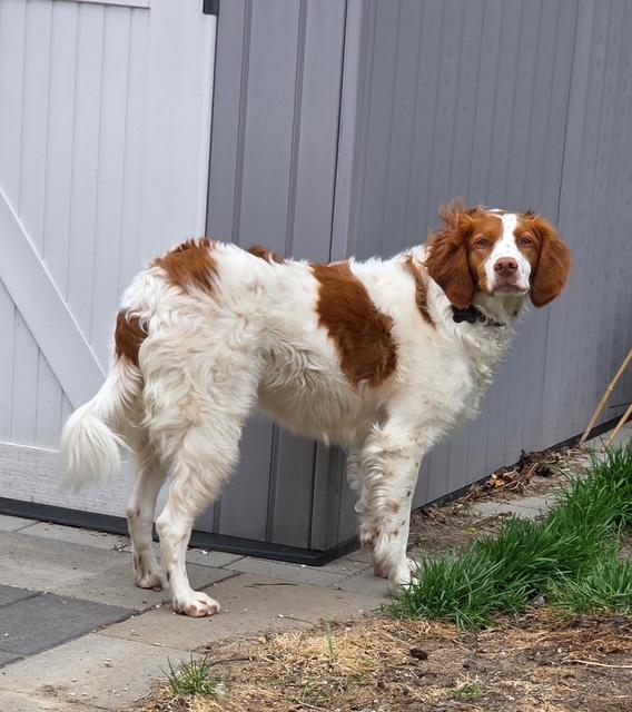 Enlarge Hannah - 20041295 - Ontario Canada, a Adopted Brittany Spaniel in Ajax, ON image 5/5
