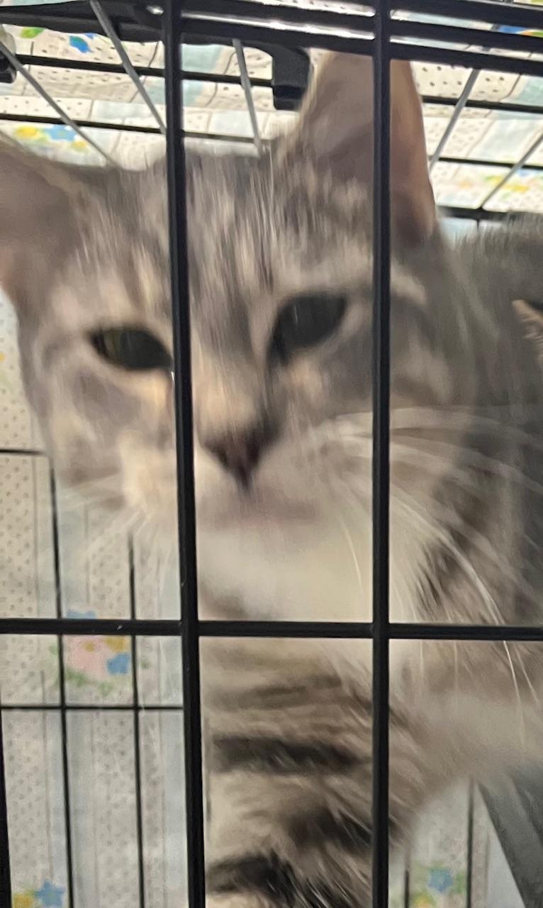 Enlarge Johnny Cage, a ADOPTABLE Domestic Short Hair in Webster City, IA image 1/1