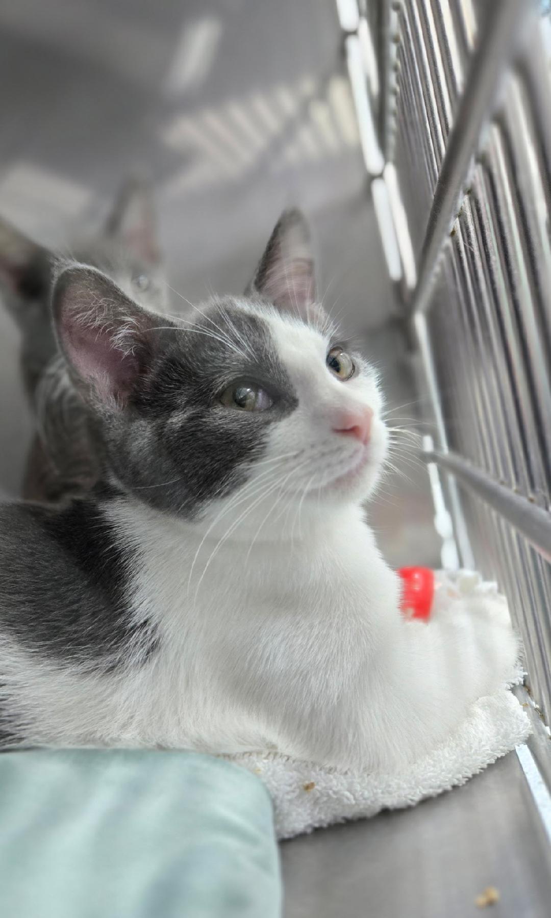 Kiedis, ADOPTABLE, Kitten Male Domestic Short Hair.
