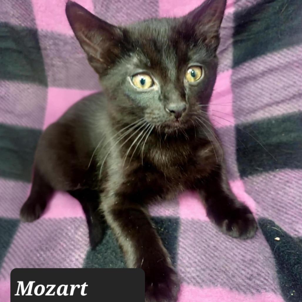 Mozart, Adoptable, Kitten Male Domestic Short Hair.
