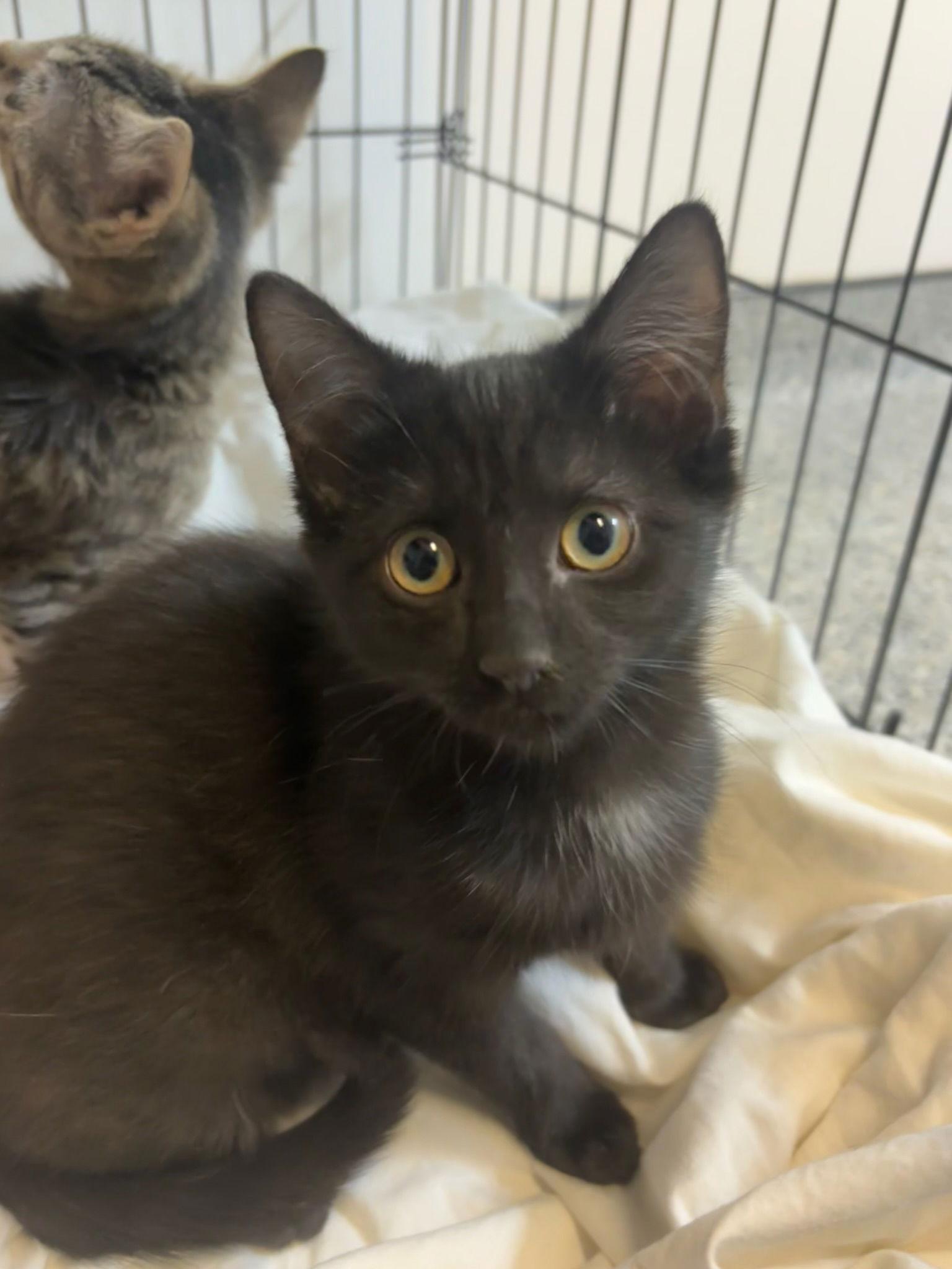 Sushi, Adopted, Young Female Domestic Short Hair.