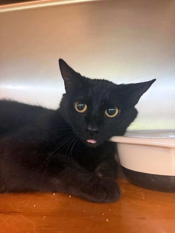 Evangeline, ADOPTABLE, Adult Female Domestic Short Hair.