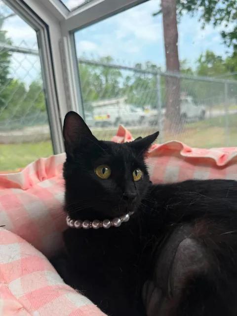Enlarge Evangeline, a ADOPTABLE Domestic Short Hair in Wilmington, NC image 1/2